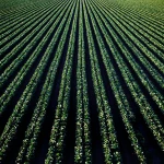 large farm