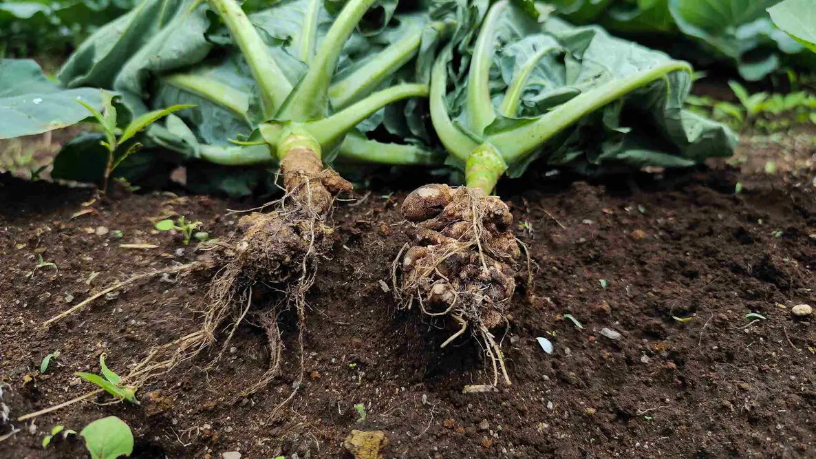 clubroot disease