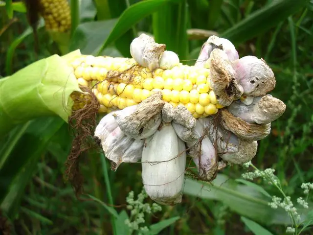 Corn Smut Fungus